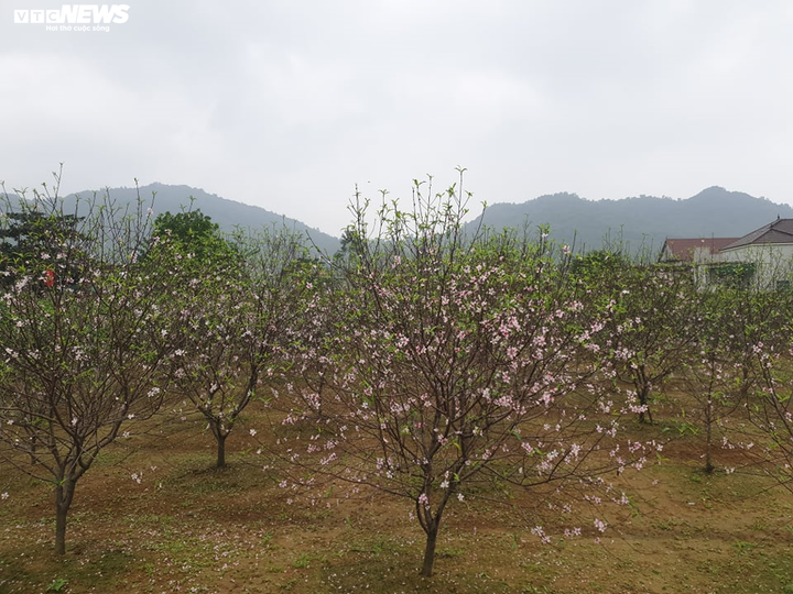 Hà Tĩnh: Đào Tết nở rộ, người trồng thiệt hại hàng trăm triệu đồng - 4