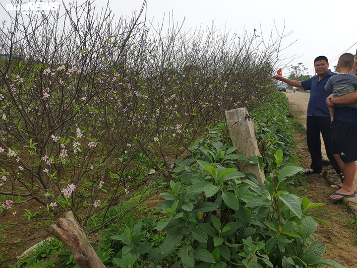 Hà Tĩnh: Đào Tết nở rộ, người trồng thiệt hại hàng trăm triệu đồng - 2