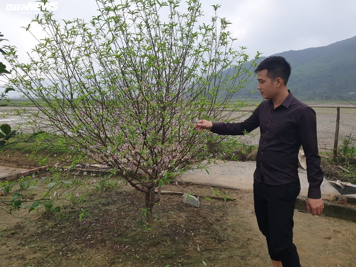Hà Tĩnh: Đào Tết nở rộ, người trồng thiệt hại hàng trăm triệu đồng - 3