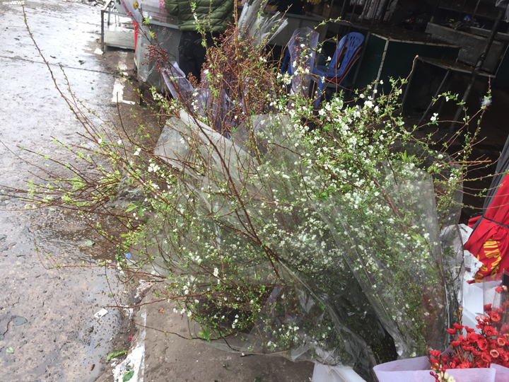 Hà Nội: Sát Tết Canh Tý, giá hoa chợ Quảng An tăng từng ngày - 4