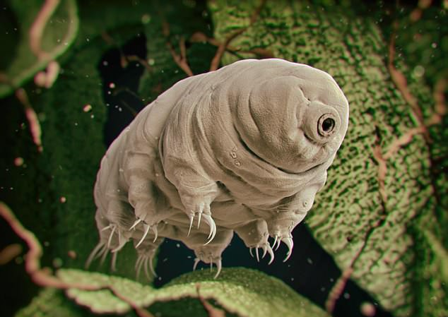 Sinh vật 'bất tử' chỉ thực sự chết khi Mặt Trời nổ tung - 1