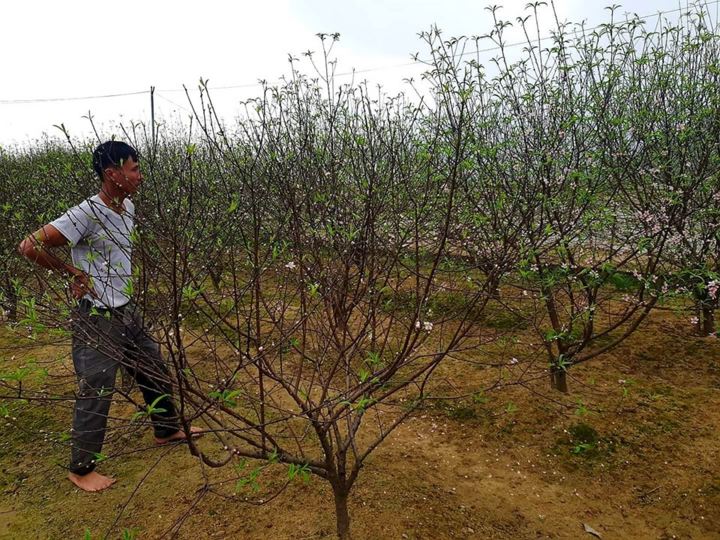 Hà Tĩnh: Đào Tết nở rộ, người trồng thiệt hại hàng trăm triệu đồng - 1