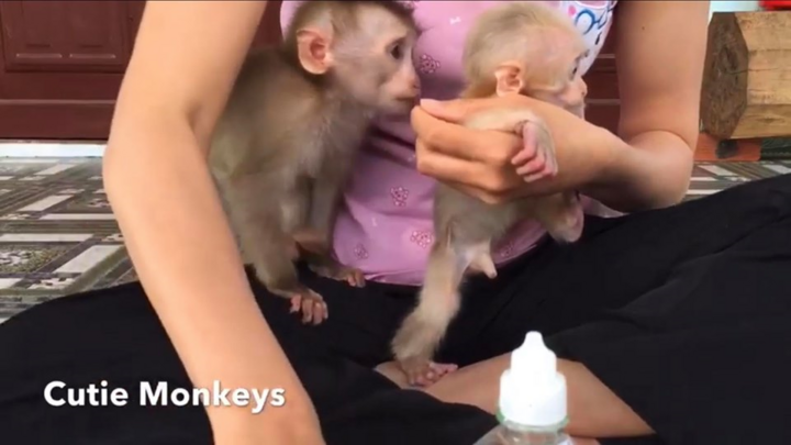 Đăng clip nuôi nhốt khỉ trái phép, một phụ nữ ở Đắk Lắk bị đề nghị xử lý - 2