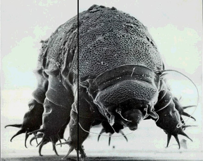 Sinh vật 'bất tử' chỉ thực sự chết khi Mặt Trời nổ tung - 3