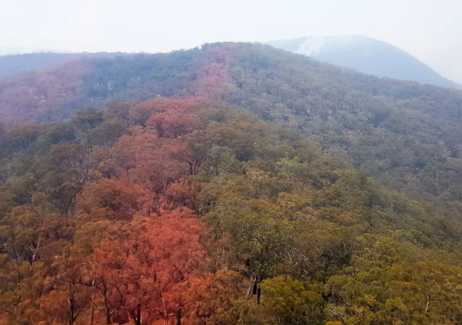 Australia cứu thành công 'thông khủng long' quý hiếm khỏi thảm kịch cháy rừng - 2