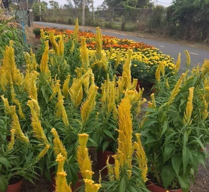 Mất vợ trong chuyến buôn hoa Tết, người chồng bán rẻ về quê chịu tang - 2