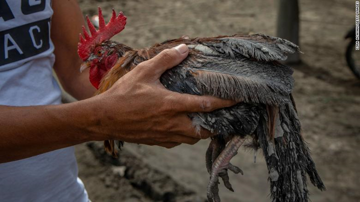 Núi lửa Philippines phun trào: Làng mạc, gia súc bị chôn vùi như ‘ngày tận thế’ - 2