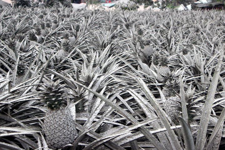 Núi lửa Philippines phun trào: Làng mạc, gia súc bị chôn vùi như ‘ngày tận thế’ - 7