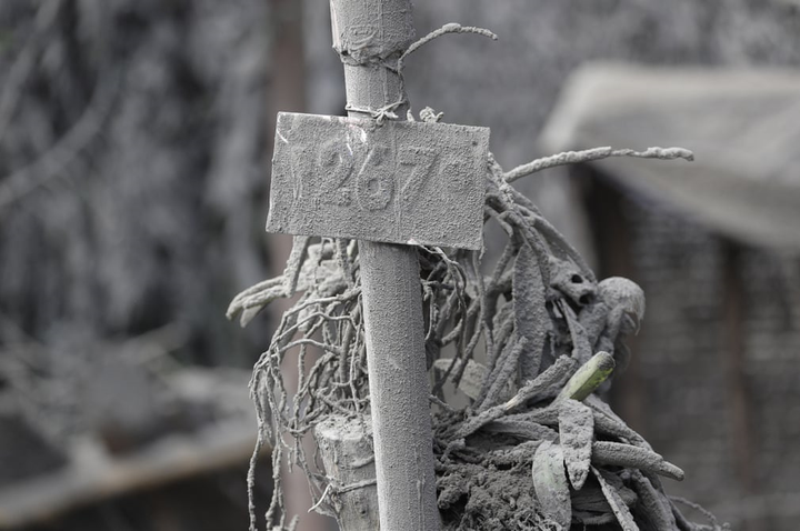 Núi lửa Philippines phun trào: Làng mạc, gia súc bị chôn vùi như ‘ngày tận thế’ - 9