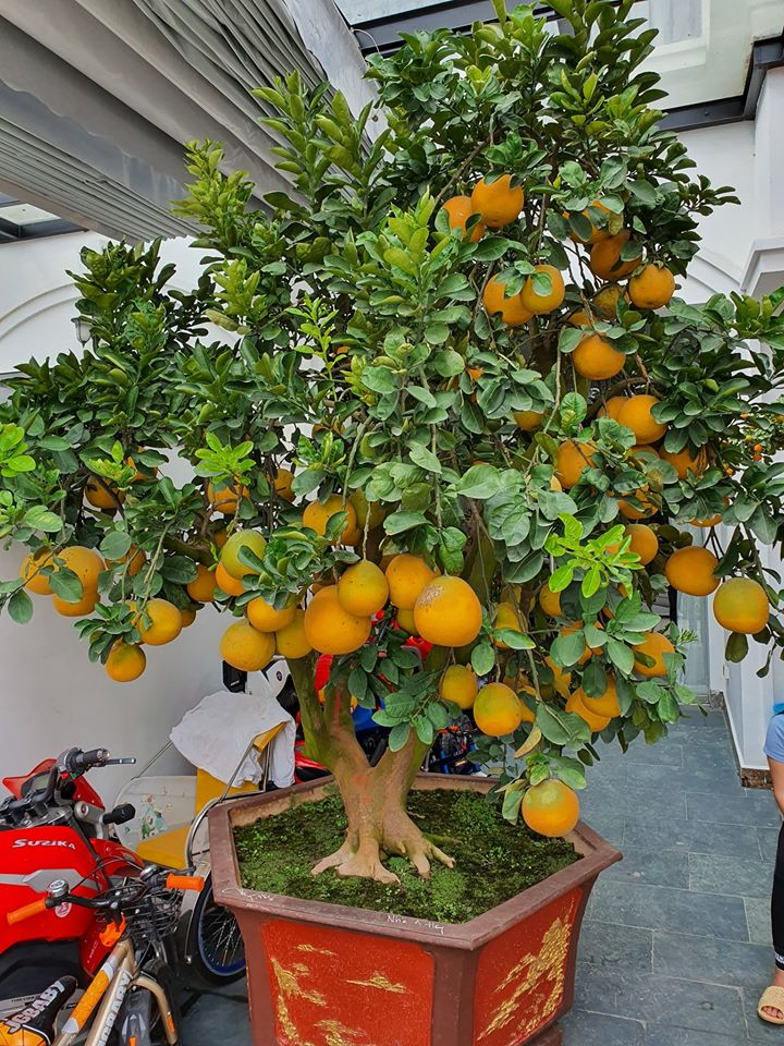 Ca sĩ Tuấn Hưng tiết lộ món quà bố vợ tặng nhân dịp Tết - 4