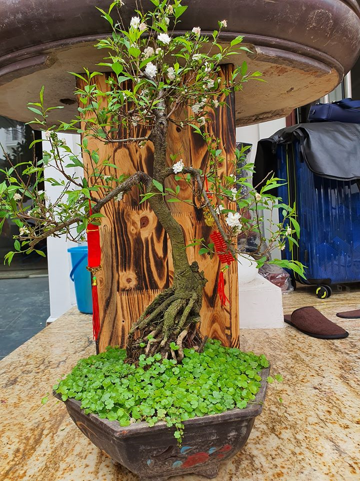 Ca sĩ Tuấn Hưng tiết lộ món quà bố vợ tặng nhân dịp Tết - 5