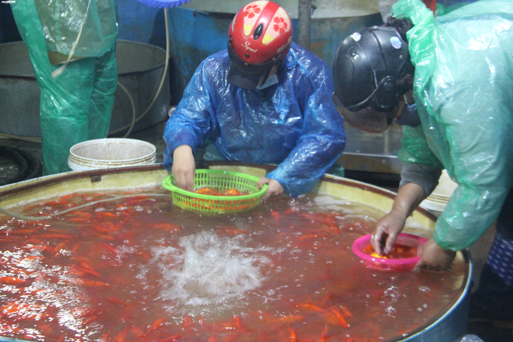 Cá chép cúng ông Công ông Táo tăng giá gấp đôi khi đến tay người dân - 11