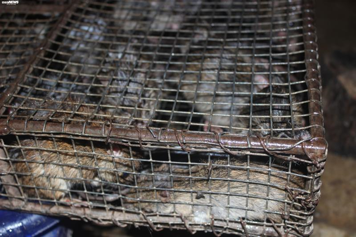 Ảnh: Về miền Tây tham quan chợ thịt chuột độc nhất vô nhị - 1