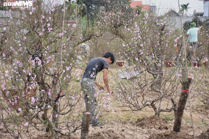 Hàng nghìn gốc đào nở bung, nông dân Hải Phòng 'khóc ròng' - 4