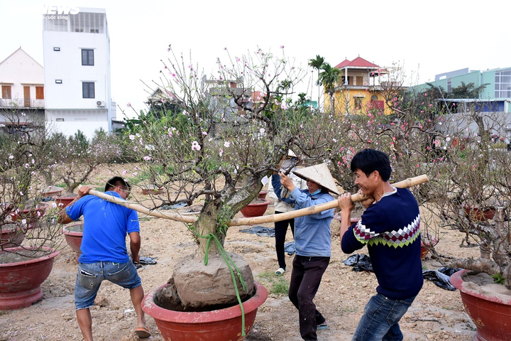 Hàng nghìn gốc đào nở bung, nông dân Hải Phòng 'khóc ròng' - 13