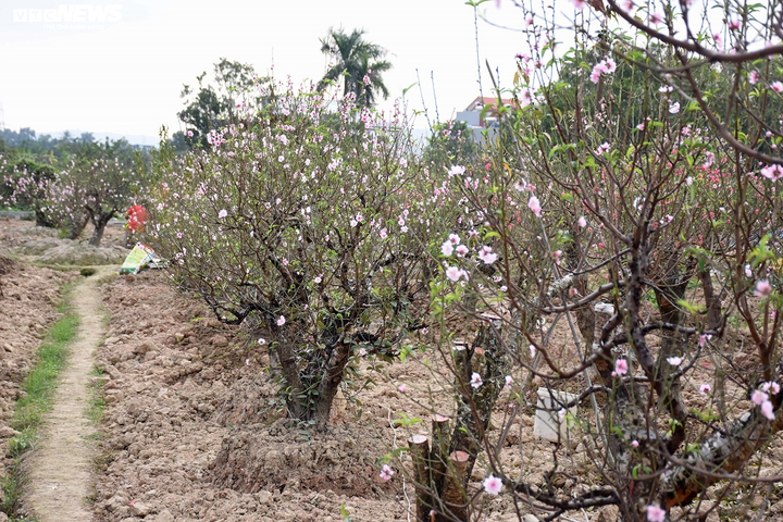 Hàng nghìn gốc đào nở bung, nông dân Hải Phòng 'khóc ròng' - 3
