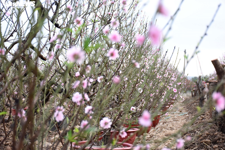 Hàng nghìn gốc đào nở bung, nông dân Hải Phòng 'khóc ròng' - 5