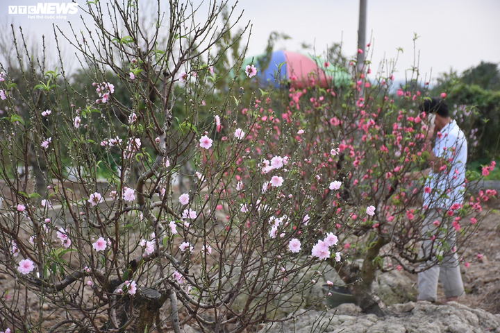 Hàng nghìn gốc đào nở bung, nông dân Hải Phòng 'khóc ròng' - 8