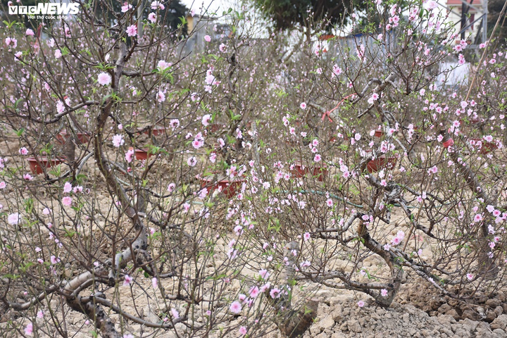 Hàng nghìn gốc đào nở bung, nông dân Hải Phòng 'khóc ròng' - 7