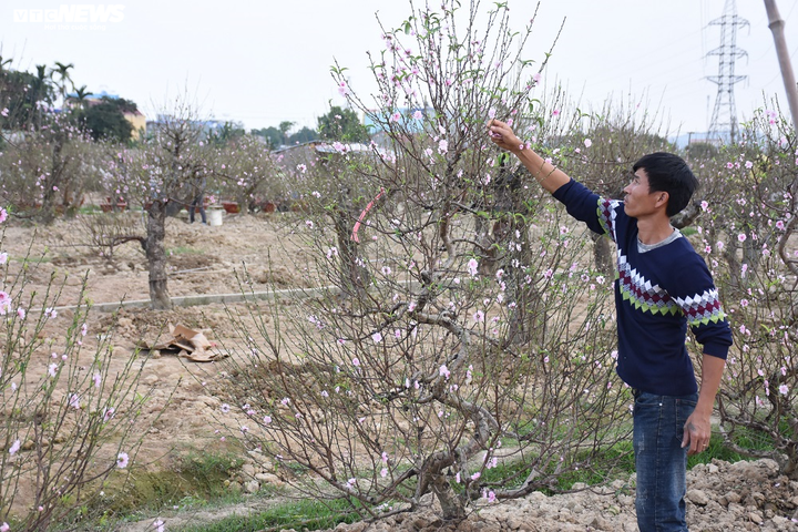 Hàng nghìn gốc đào nở bung, nông dân Hải Phòng 'khóc ròng' - 12