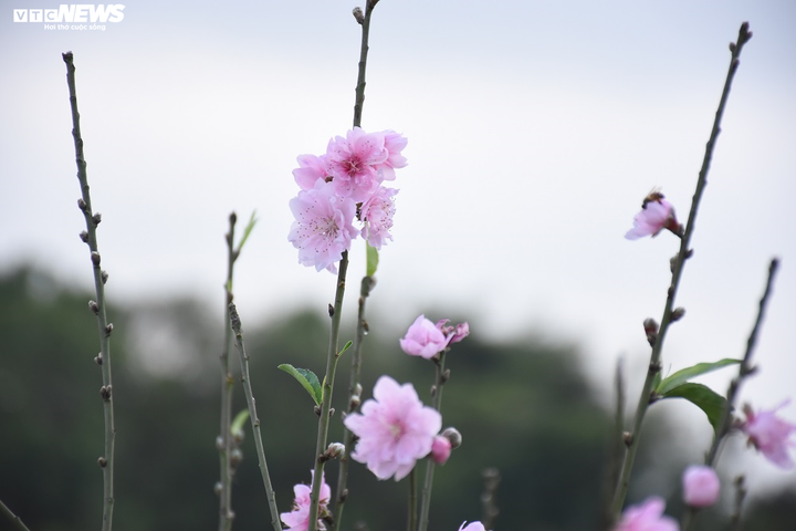 Hàng nghìn gốc đào nở bung, nông dân Hải Phòng 'khóc ròng' - 2