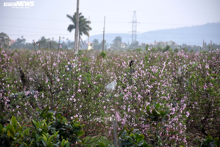 Hàng nghìn gốc đào nở bung, nông dân Hải Phòng 'khóc ròng' - 1