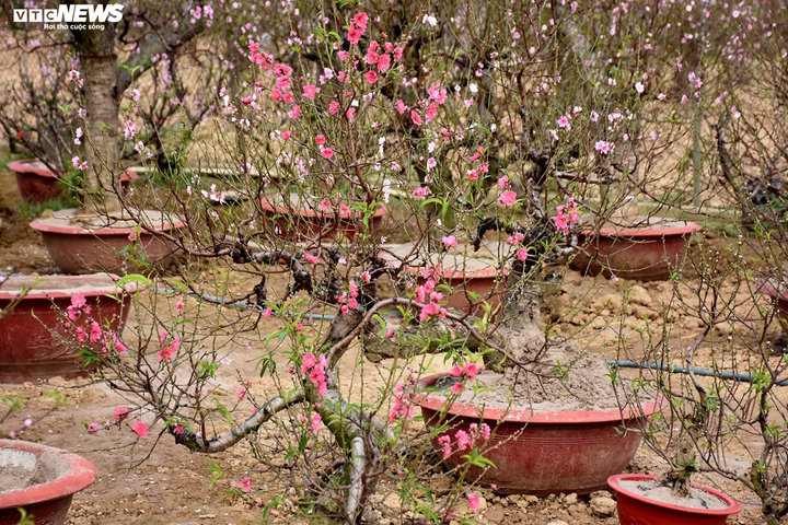 Hàng nghìn gốc đào nở bung, nông dân Hải Phòng 'khóc ròng' - 6