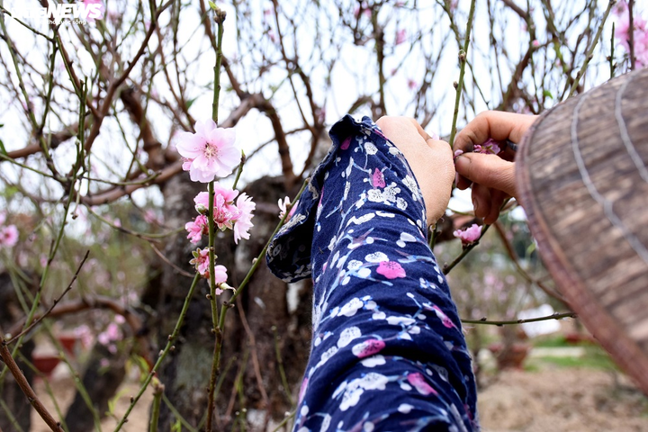 Hàng nghìn gốc đào nở bung, nông dân Hải Phòng 'khóc ròng' - 10