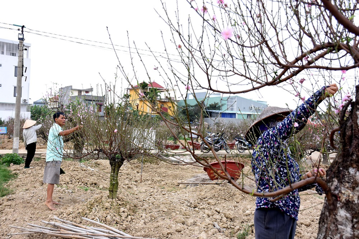 Hàng nghìn gốc đào nở bung, nông dân Hải Phòng 'khóc ròng' - 9