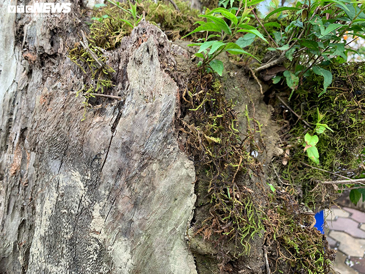 Độc lạ nhất chi mai trồng trên gỗ Pơmu quý hiếm, giá 30 triệu đồng - 3