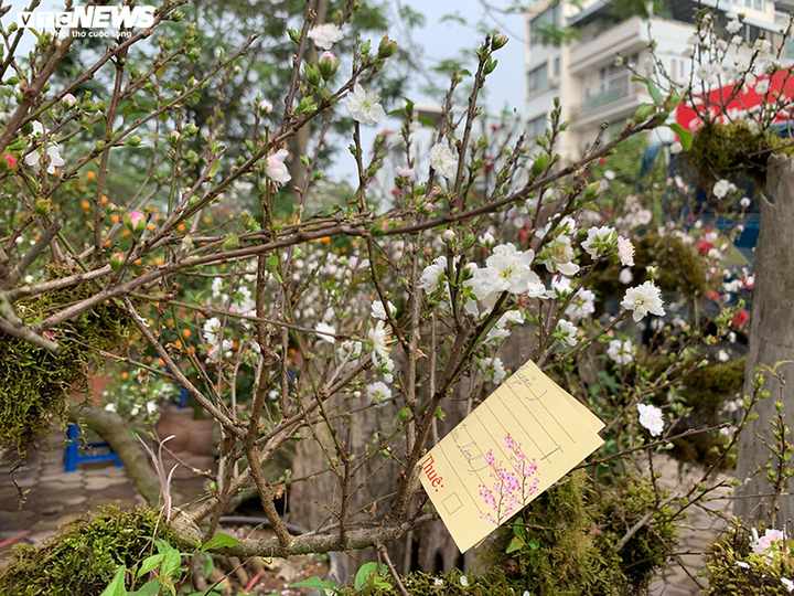 Độc lạ nhất chi mai trồng trên gỗ Pơmu quý hiếm, giá 30 triệu đồng - 8