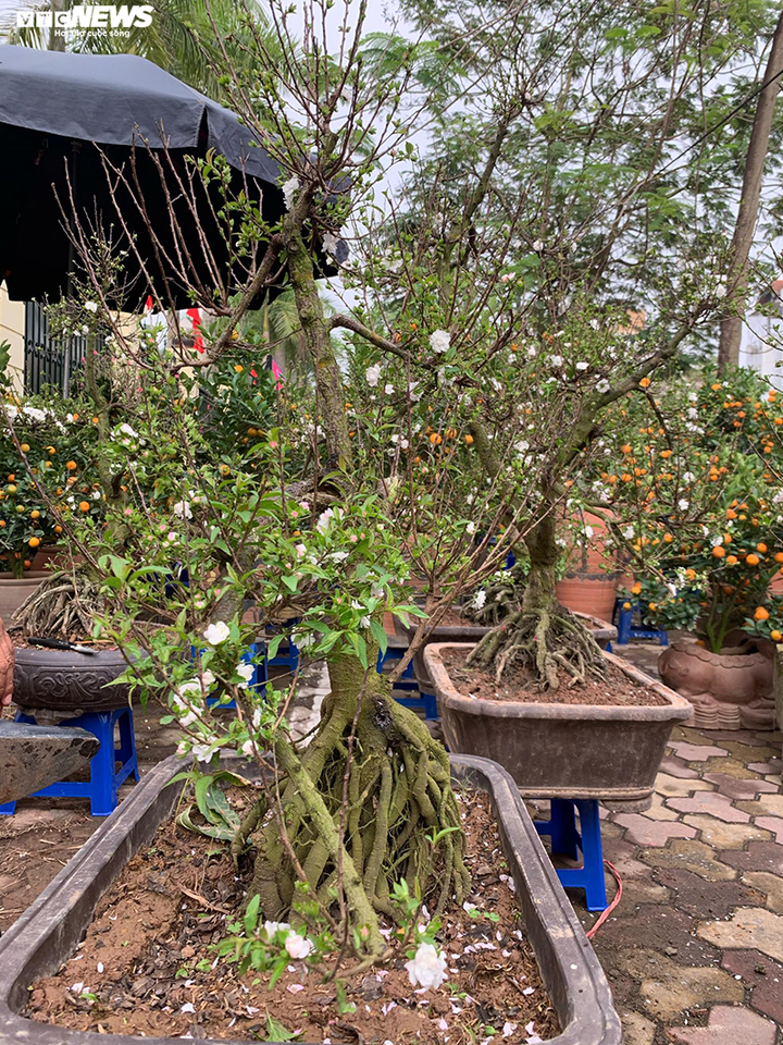 Độc lạ nhất chi mai trồng trên gỗ Pơmu quý hiếm, giá 30 triệu đồng - 7