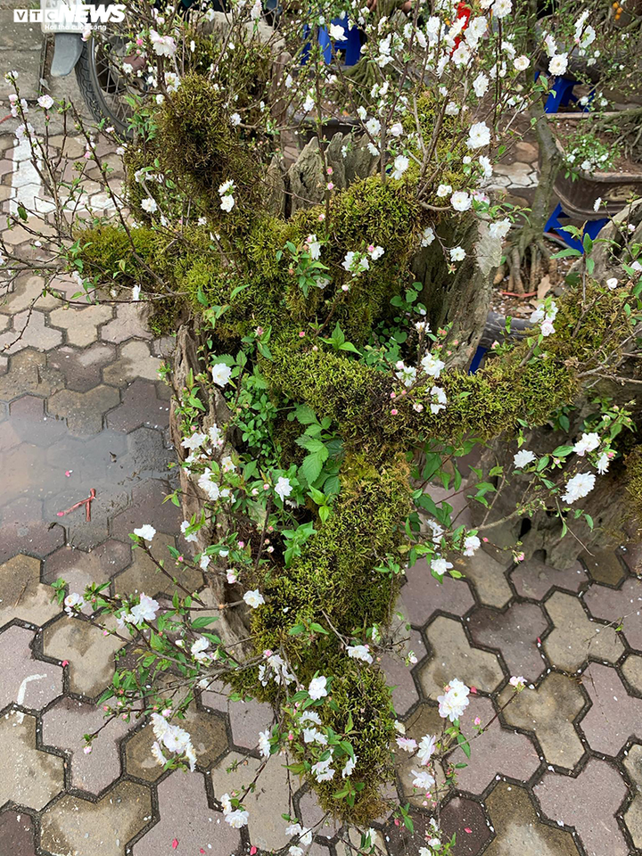 Độc lạ nhất chi mai trồng trên gỗ Pơmu quý hiếm, giá 30 triệu đồng - 5