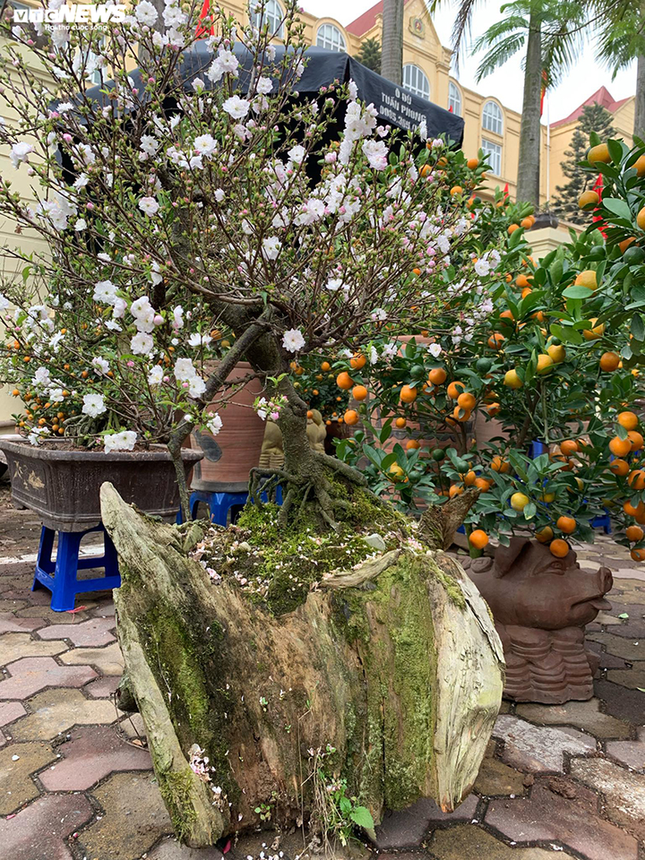 Độc lạ nhất chi mai trồng trên gỗ Pơmu quý hiếm, giá 30 triệu đồng - 2