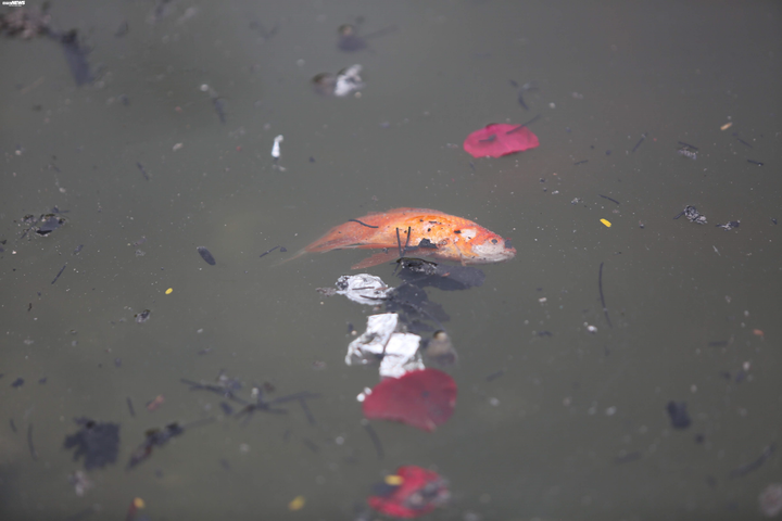 Cá chép tiễn Táo quân vừa thả đã chết nổi trên mặt hồ Thủ đô - 7