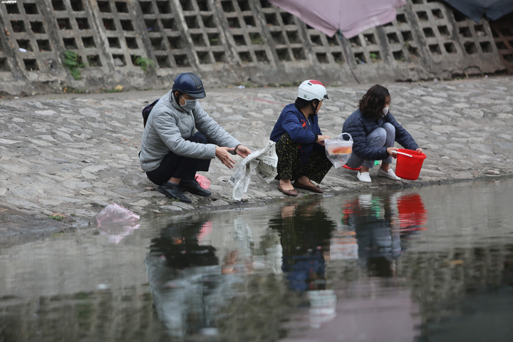 Cá chép tiễn Táo quân vừa thả đã chết nổi trên mặt hồ Thủ đô - 1