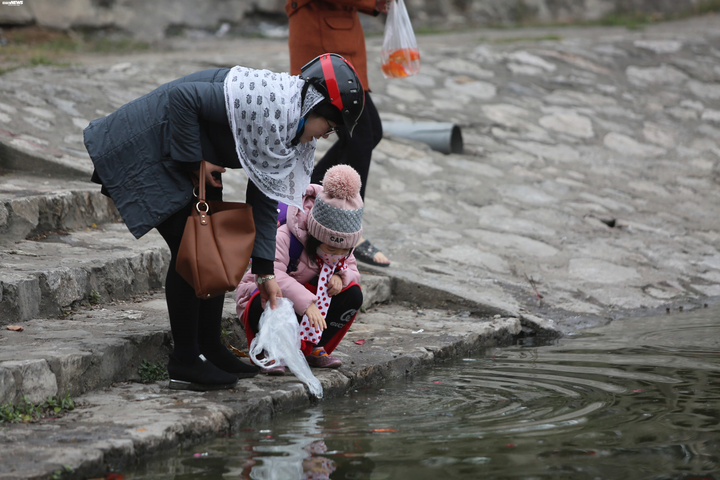 Cá chép tiễn Táo quân vừa thả đã chết nổi trên mặt hồ Thủ đô - 2