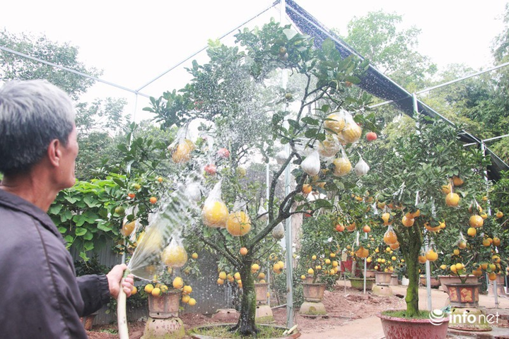 Ngắm vườn cây ghép 10 loại quả tiền tỷ, 'độc nhất vô nhị' - 1