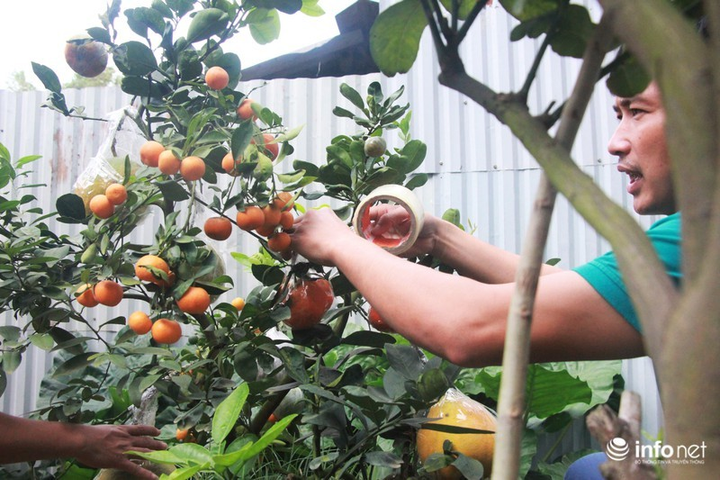 Ngắm vườn cây ghép 10 loại quả tiền tỷ, 'độc nhất vô nhị' - 8