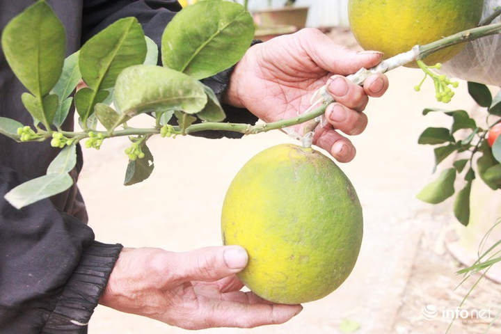 Ngắm vườn cây ghép 10 loại quả tiền tỷ, 'độc nhất vô nhị' - 10