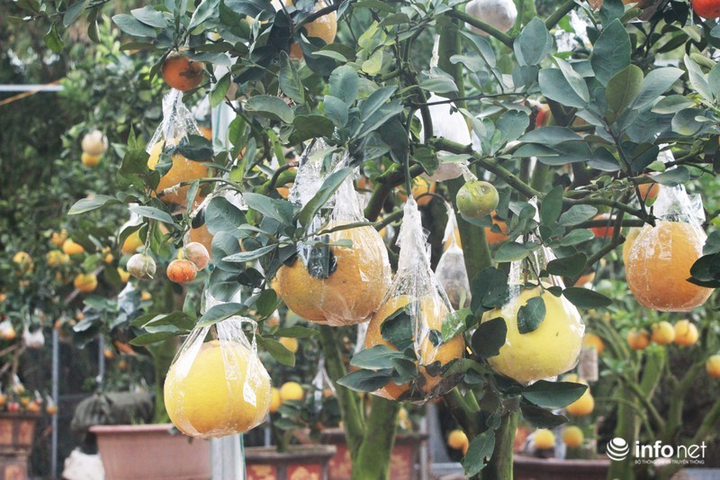 Ngắm vườn cây ghép 10 loại quả tiền tỷ, 'độc nhất vô nhị' - 11