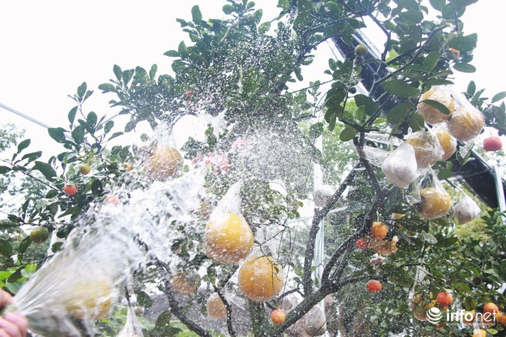 Ngắm vườn cây ghép 10 loại quả tiền tỷ, 'độc nhất vô nhị' - 12