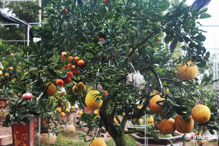 Ngắm vườn cây ghép 10 loại quả tiền tỷ, 'độc nhất vô nhị' - 2