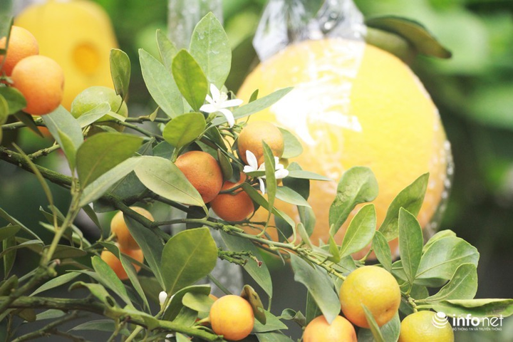 Ngắm vườn cây ghép 10 loại quả tiền tỷ, 'độc nhất vô nhị' - 4