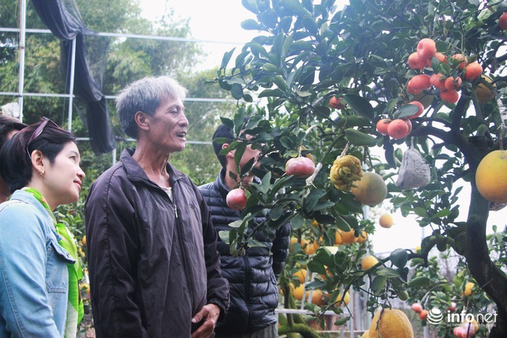 Ngắm vườn cây ghép 10 loại quả tiền tỷ, 'độc nhất vô nhị' - 5