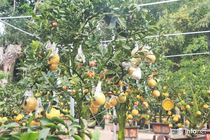 Ngắm vườn cây ghép 10 loại quả tiền tỷ, 'độc nhất vô nhị' - 6