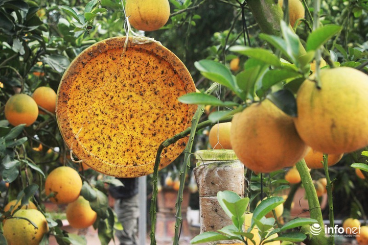 Ngắm vườn cây ghép 10 loại quả tiền tỷ, 'độc nhất vô nhị' - 7