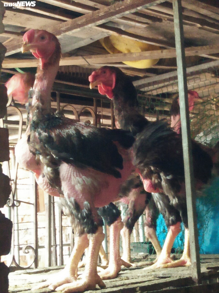 Hơn nửa triệu đồng/kg, đặc sản gà Hồ 'tiến vua' không đủ hàng bán Tết - 4