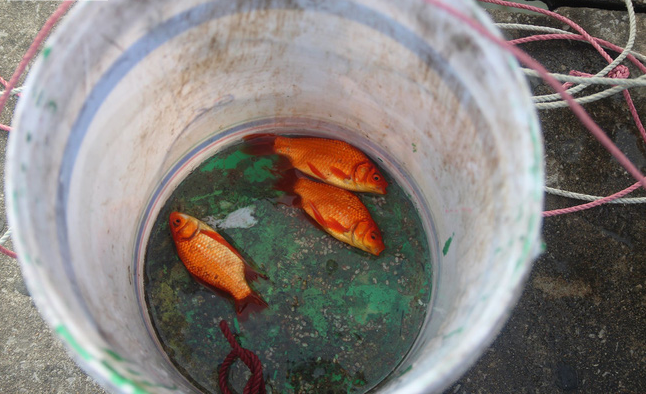 Cá chép tiễn Táo quân vừa thả đã chết nổi trên mặt hồ Thủ đô - 10