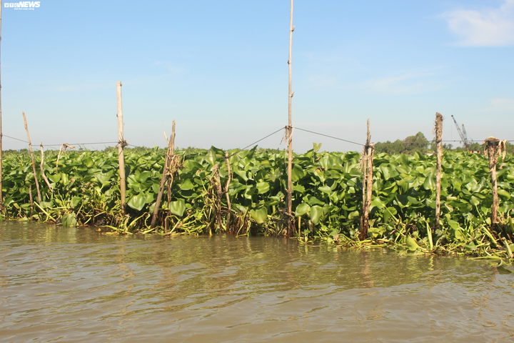 Lục bình - nỗi kinh hãi của nông dân biến thành cây giảm nghèo - 1